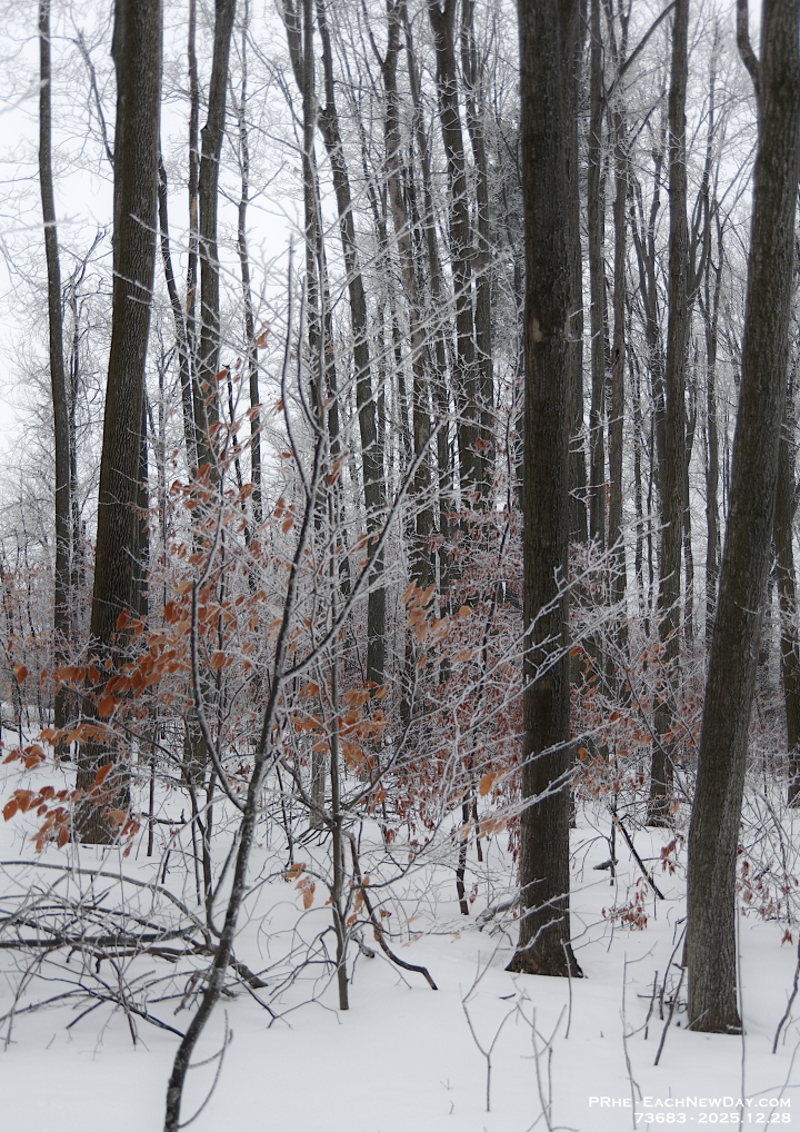 73683CrLeUsm - Enjoying the hoar frost and freezing rain